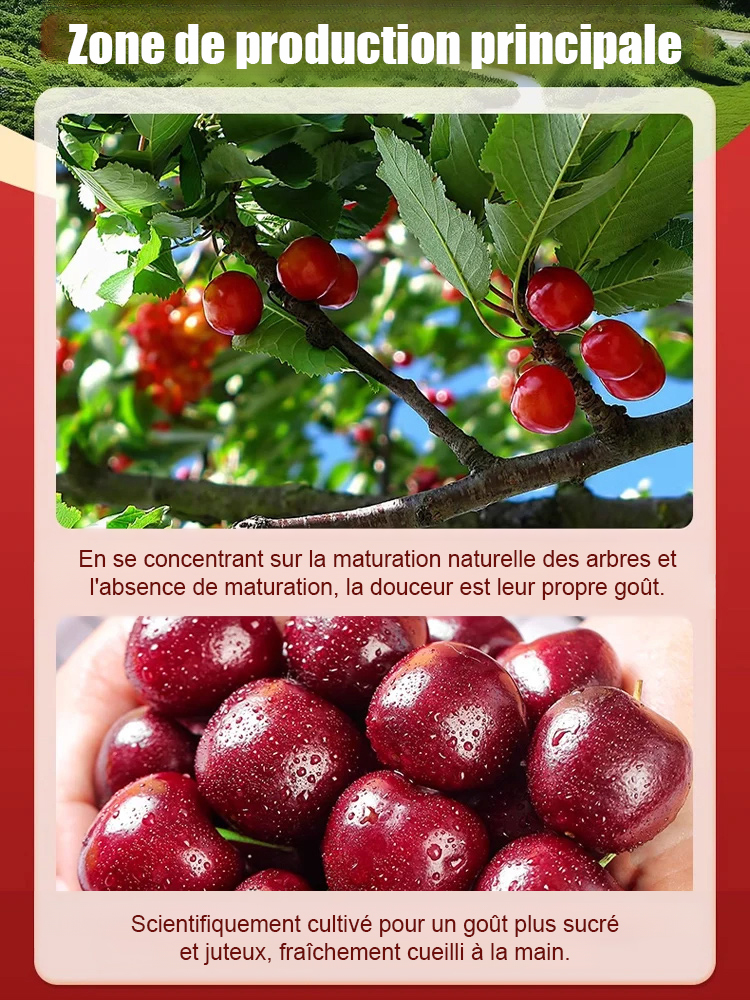 【Pas de fruit, remboursement intégral】Une percée de l'Université de Yale et de l'USDA ! Cette cerise est un hybride de la variété Sato Nishiki, la meilleure du Japon, et de la cerise Bing de Washington.🍒