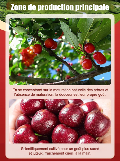 【Pas de fruit, remboursement intégral】Une percée de l'Université de Yale et de l'USDA ! Cette cerise est un hybride de la variété Sato Nishiki, la meilleure du Japon, et de la cerise Bing de Washington.🍒