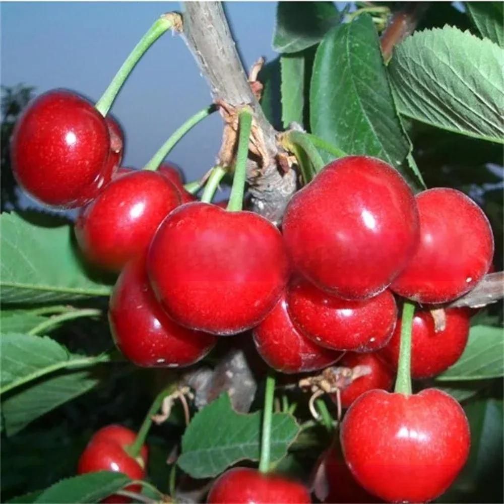 【Pas de fruit, remboursement intégral】Une percée de l'Université de Yale et de l'USDA ! Cette cerise est un hybride de la variété Sato Nishiki, la meilleure du Japon, et de la cerise Bing de Washington.🍒