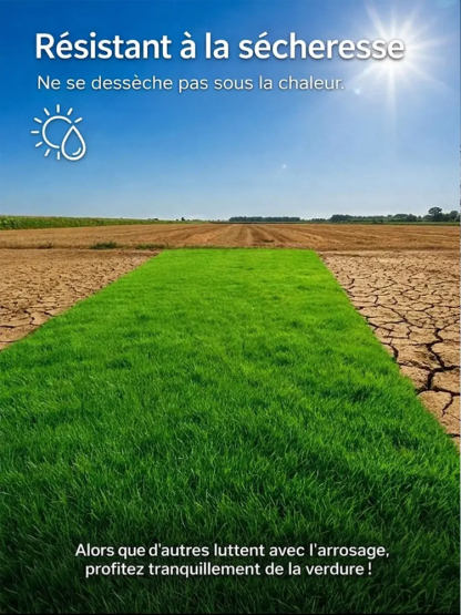  [Taux de germination 99%]Graines de Gazon Irlandais Amélioré | Zéro Tonte | Vert Toute l'Année | Pousse en 7 Jours 🌿Variété naine naturelle qui s'arrête à 3 centimètres