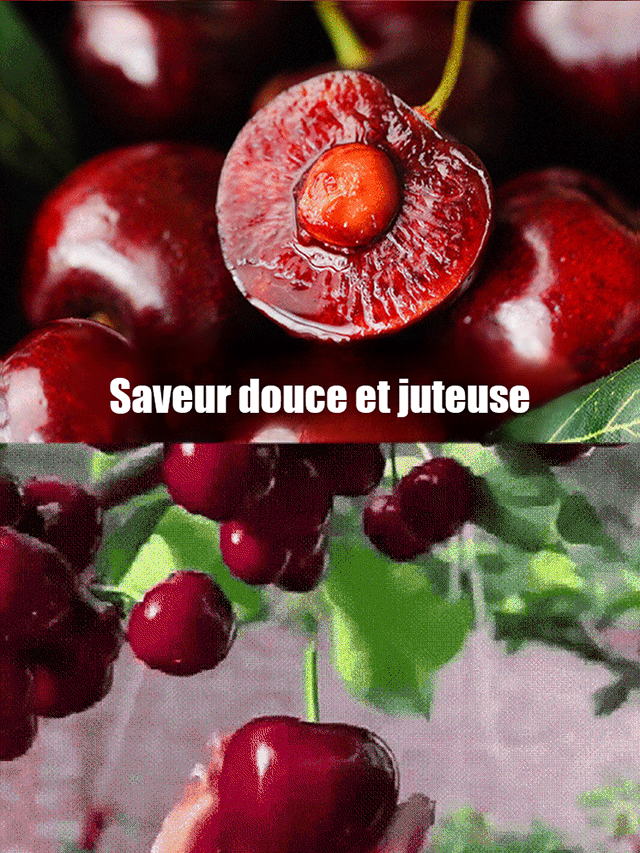 【Pas de fruit, remboursement intégral】Une percée de l'Université de Yale et de l'USDA ! Cette cerise est un hybride de la variété Sato Nishiki, la meilleure du Japon, et de la cerise Bing de Washington.🍒