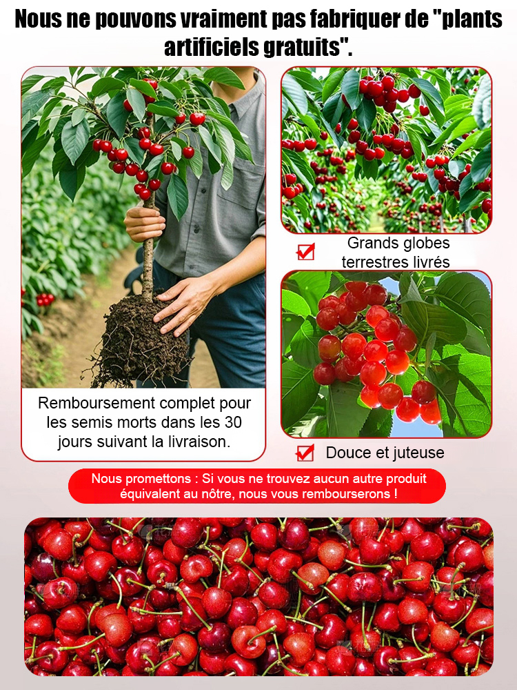 【Pas de fruit, remboursement intégral】Une percée de l'Université de Yale et de l'USDA ! Cette cerise est un hybride de la variété Sato Nishiki, la meilleure du Japon, et de la cerise Bing de Washington.🍒