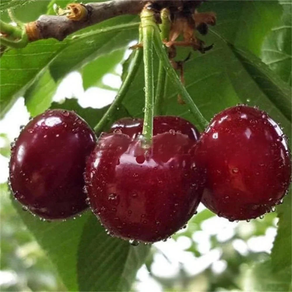 【Pas de fruit, remboursement intégral】Une percée de l'Université de Yale et de l'USDA ! Cette cerise est un hybride de la variété Sato Nishiki, la meilleure du Japon, et de la cerise Bing de Washington.🍒