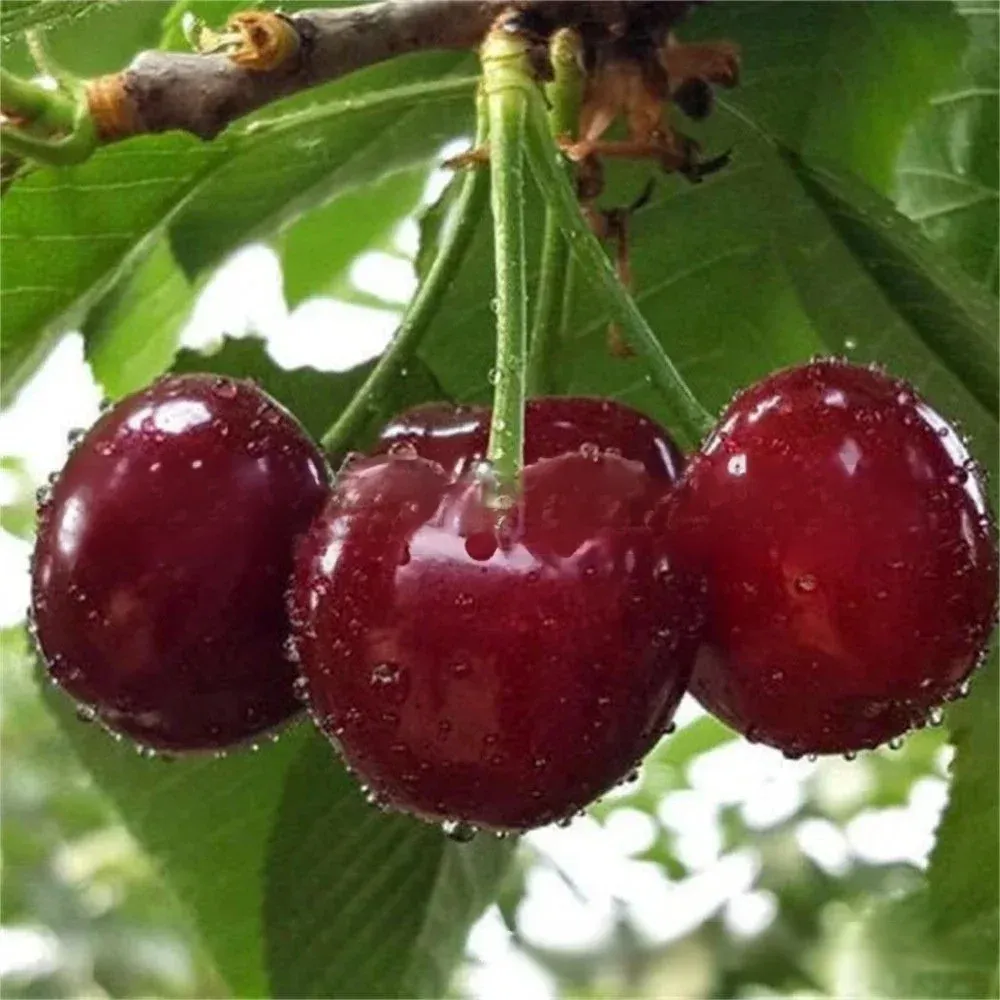【Pas de fruit, remboursement intégral】Une percée de l'Université de Yale et de l'USDA ! Cette cerise est un hybride de la variété Sato Nishiki, la meilleure du Japon, et de la cerise Bing de Washington.🍒