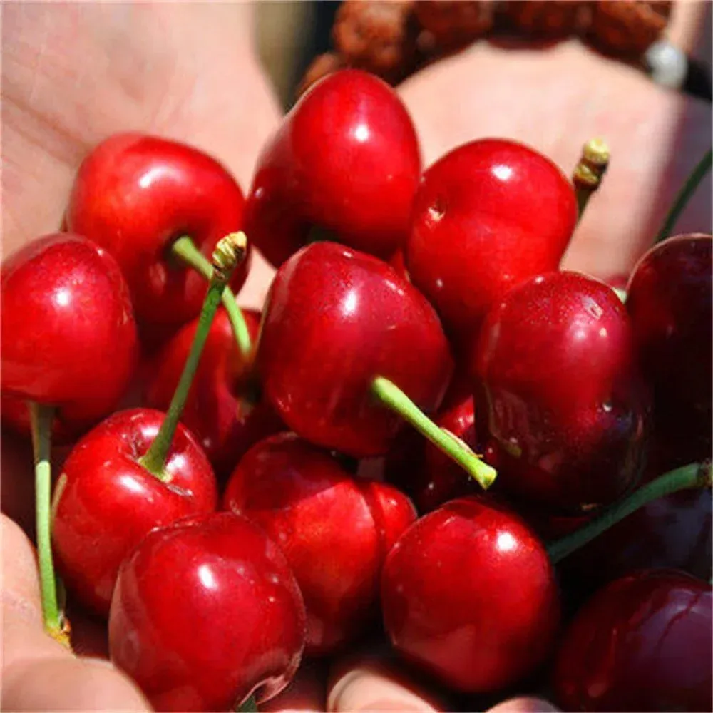 【Pas de fruit, remboursement intégral】Une percée de l'Université de Yale et de l'USDA ! Cette cerise est un hybride de la variété Sato Nishiki, la meilleure du Japon, et de la cerise Bing de Washington.🍒