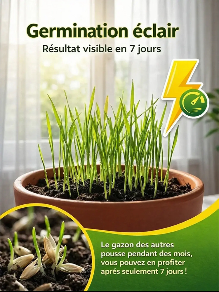  [Taux de germination 99%]Graines de Gazon Irlandais Amélioré | Zéro Tonte | Vert Toute l'Année | Pousse en 7 Jours 🌿Variété naine naturelle qui s'arrête à 3 centimètres