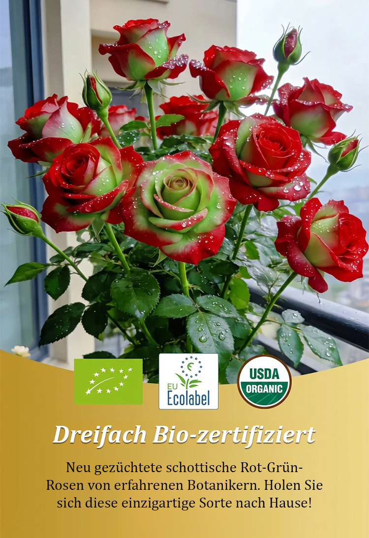 Rose Plant – Red and Green Foliage