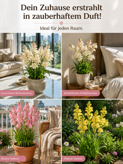 【Natürliche Duftstoffe】Tuberose-Zwiebelblume✨️Natürlicher Luftreiniger