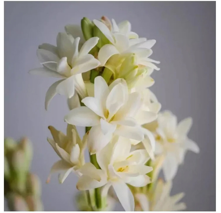 300 Tage blühende, duftende Blume – Natürlicher Luftreiniger & langanhaltender Blumenduft