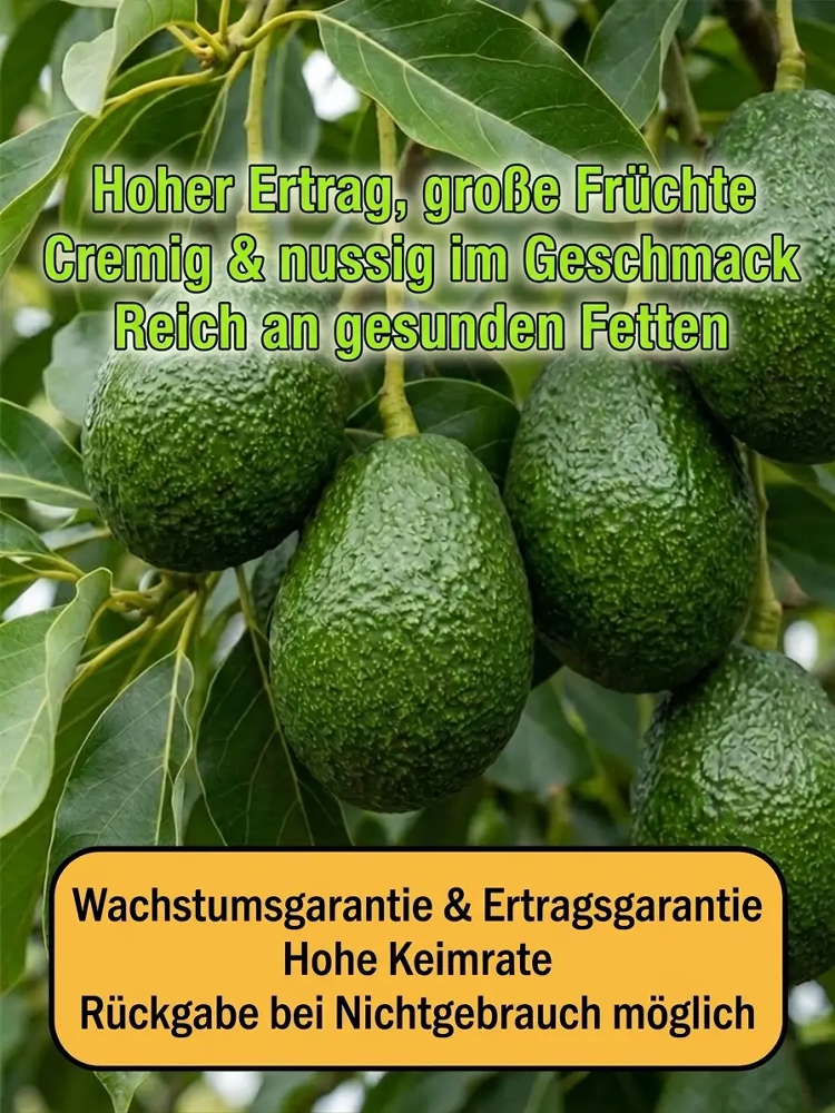 【Ernte im 1. Jahr】Uni Hohenheim Hass-Avocado✨100 % Anwachsgarantie