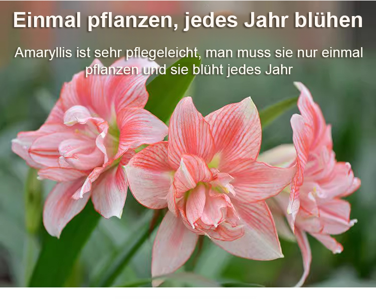 Strongly Fragrant Amaryllis Bulbs - Year-Round Blooming Ornamental Flower Bulbs