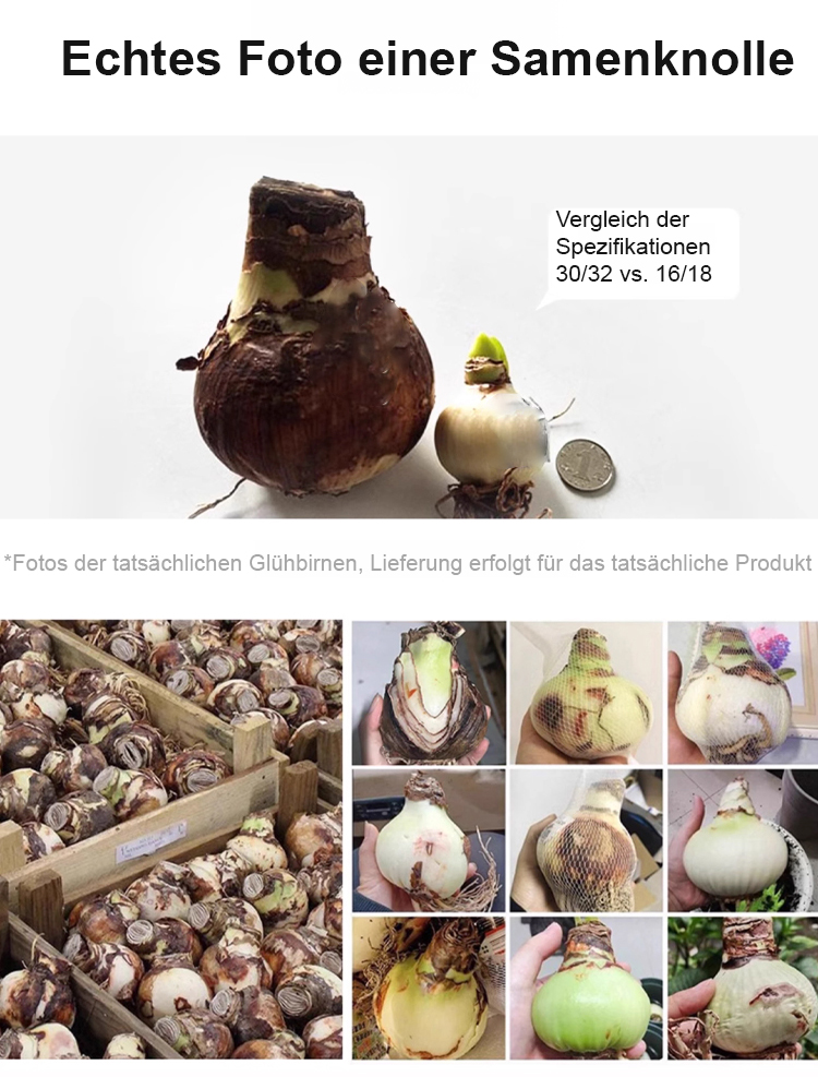 Strongly Fragrant Amaryllis Bulbs - Year-Round Blooming Ornamental Flower Bulbs