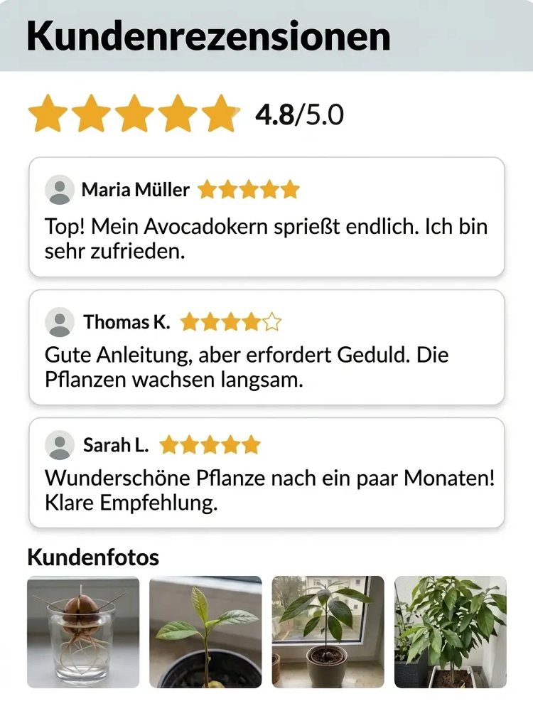 【Ernte im 1. Jahr】Uni Hohenheim Hass-Avocado✨100 % Anwachsgarantie