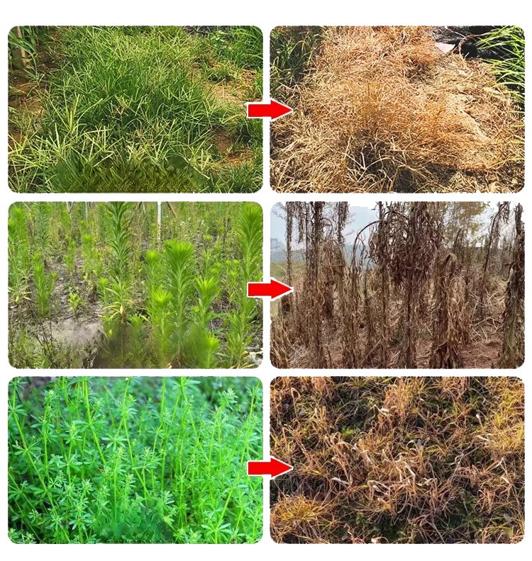 Organic Weed Killer – Long-Lasting Weed Control