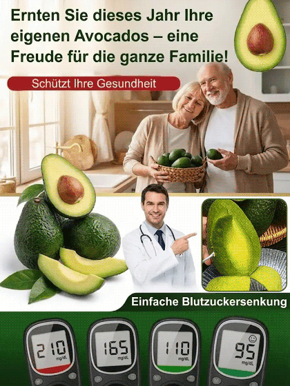 【Ernte im 1. Jahr】Uni Hohenheim Hass-Avocado✨100 % Anwachsgarantie