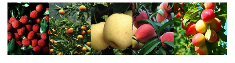 Detailansicht des Obstpflückers mit gefülltem Netz