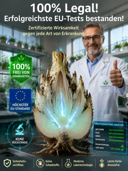 【Natürliche Duftstoffe】Tuberose-Zwiebelblume✨️Natürlicher Luftreiniger