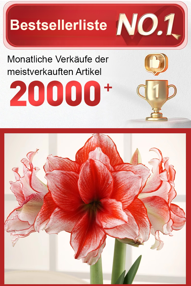 Strongly Fragrant Amaryllis Bulbs - Year-Round Blooming Ornamental Flower Bulbs