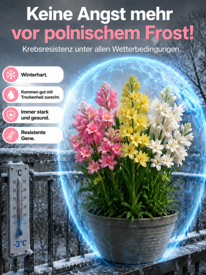 【Natürliche Duftstoffe】Tuberose-Zwiebelblume✨️Natürlicher Luftreiniger