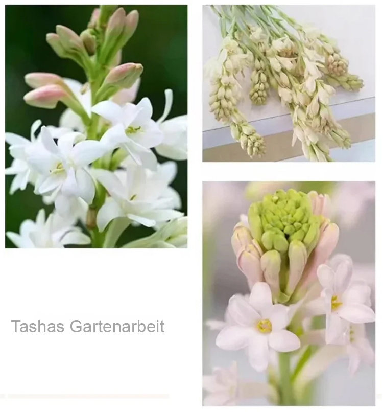 300 Tage blühende, duftende Blume – Natürlicher Luftreiniger & langanhaltender Blumenduft