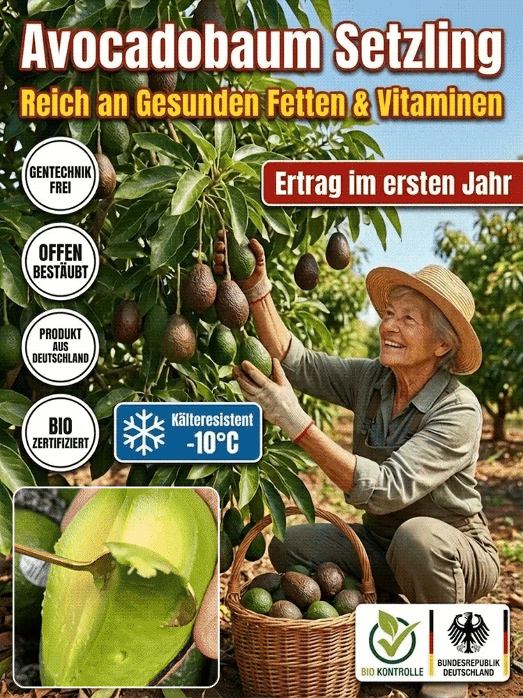 【Ernte im 1. Jahr】Uni Hohenheim Hass-Avocado✨100 % Anwachsgarantie