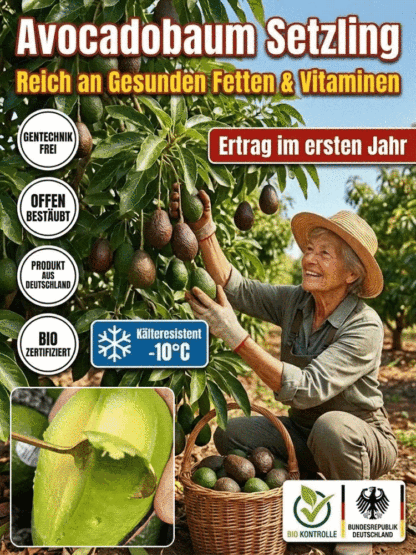 【Ernte im 1. Jahr】Uni Hohenheim Hass-Avocado✨100 % Anwachsgarantie
