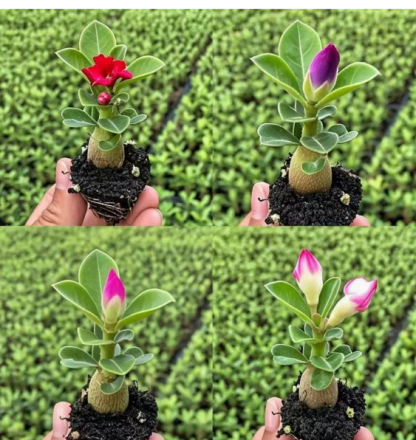 ✨Premium Wüstenrose | Inklusive Knospen für sofortige Blüte innerhalb 25 Tagen | Frostfest bis -20 Grad❄️ | Luftreinigende Dauerblüte | 0% Pflegeaufwand🌱