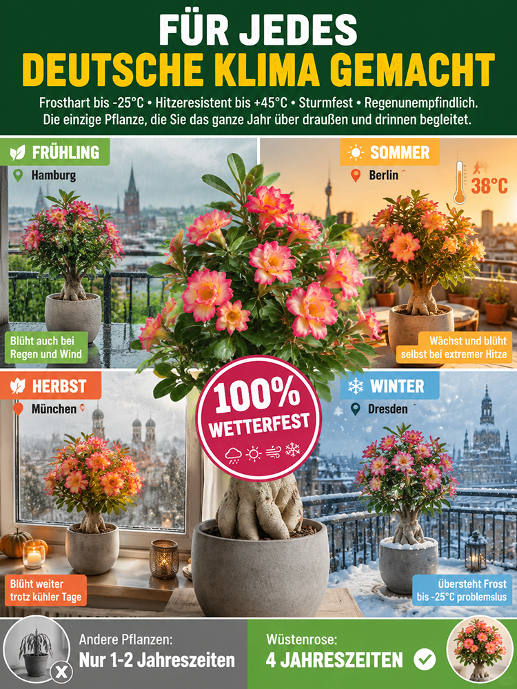 ✨Premium Wüstenrose | Inklusive Knospen für sofortige Blüte innerhalb 25 Tagen | Frostfest bis -20 Grad❄️ | Luftreinigende Dauerblüte | 0% Pflegeaufwand🌱