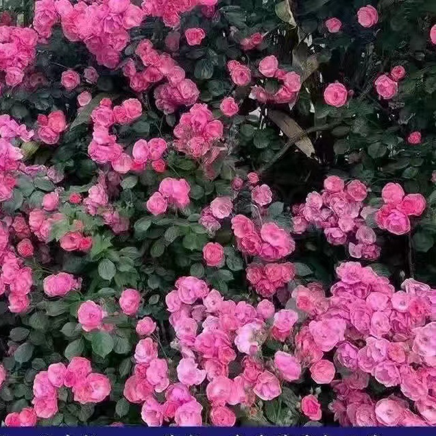 【Die gesamte Wand in einem Monat bedecken】Premium Blüten-Kletterpflanze "Gartenwunder"🌺 | Perfekt für Gartenanfänger🌿 | 9 Monate Dauerblüte ✨| Schnellwüchsig | Unempfindlich gegen Witterung | 100% Winterhart und Hitzebeständig🌸