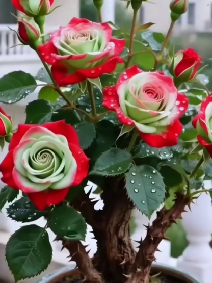 【100% Anwachs-Garantie】Schottische Premium Zweifarb-Kletterrose🌹 | Bis -20°C winterhart❄️ | schädlingsresistent🥇 | pflegeleicht | blüht von Sommer bis Winter | für Garten/Balkon/Kübel geeignet✨