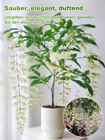 【Extrem pflegeleicht】Original Münchner Labor Hänge-Jasmin🌸 | Ganzjährig blühend🌿 | Winterhart bis -20 Grad✨ | Pflegeleicht ohne Umtopfen | EU-Ökozertifiziert anfängerfreundlich🏆