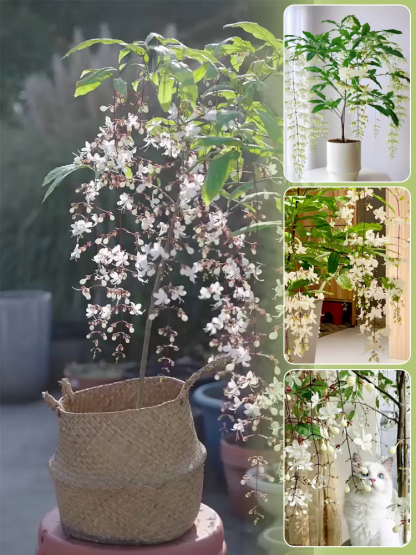 【Extrem pflegeleicht】Original Münchner Labor Hänge-Jasmin🌸 | Ganzjährig blühend🌿 | Winterhart bis -20 Grad✨ | Pflegeleicht ohne Umtopfen | EU-Ökozertifiziert anfängerfreundlich🏆