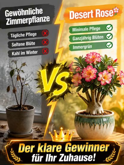 ✨Premium Wüstenrose | Inklusive Knospen für sofortige Blüte innerhalb 25 Tagen | Frostfest bis -20 Grad❄️ | Luftreinigende Dauerblüte | 0% Pflegeaufwand🌱