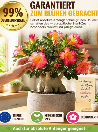 ✨Premium Wüstenrose | Inklusive Knospen für sofortige Blüte innerhalb 25 Tagen | Frostfest bis -20 Grad❄️ | Luftreinigende Dauerblüte | 0% Pflegeaufwand🌱