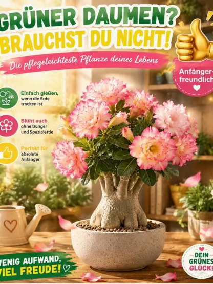 ✨Premium Wüstenrose | Inklusive Knospen für sofortige Blüte innerhalb 25 Tagen | Frostfest bis -20 Grad❄️ | Luftreinigende Dauerblüte | 0% Pflegeaufwand🌱
