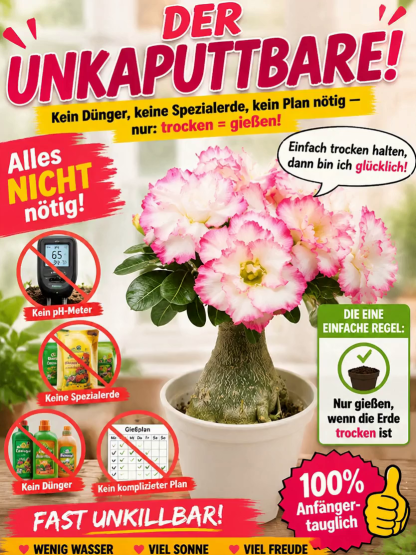 ✨Premium Wüstenrose | Inklusive Knospen für sofortige Blüte innerhalb 25 Tagen | Frostfest bis -20 Grad❄️ | Luftreinigende Dauerblüte | 0% Pflegeaufwand🌱