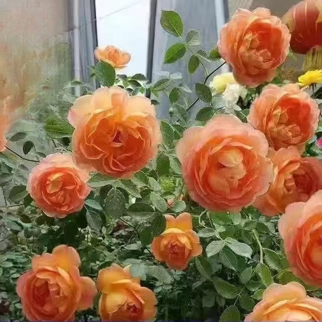 【Die gesamte Wand in einem Monat bedecken】Premium Blüten-Kletterpflanze "Gartenwunder"🌺 | Perfekt für Gartenanfänger🌿 | 9 Monate Dauerblüte ✨| Schnellwüchsig | Unempfindlich gegen Witterung | 100% Winterhart und Hitzebeständig🌸