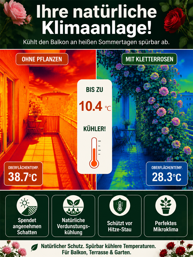 【Die gesamte Wand in einem Monat bedecken】Premium Blüten-Kletterpflanze "Gartenwunder"🌺 | Perfekt für Gartenanfänger🌿 | 9 Monate Dauerblüte ✨| Schnellwüchsig | Unempfindlich gegen Witterung | 100% Winterhart und Hitzebeständig🌸