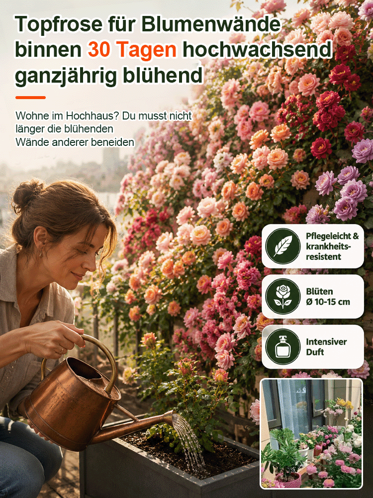 【Die gesamte Wand in einem Monat bedecken】Premium Blüten-Kletterpflanze "Gartenwunder"🌺 | Perfekt für Gartenanfänger🌿 | 9 Monate Dauerblüte ✨| Schnellwüchsig | Unempfindlich gegen Witterung | 100% Winterhart und Hitzebeständig🌸