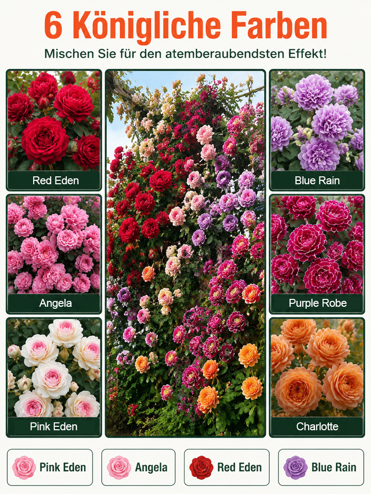 【Die gesamte Wand in einem Monat bedecken】Premium Blüten-Kletterpflanze "Gartenwunder"🌺 | Perfekt für Gartenanfänger🌿 | 9 Monate Dauerblüte ✨| Schnellwüchsig | Unempfindlich gegen Witterung | 100% Winterhart und Hitzebeständig🌸