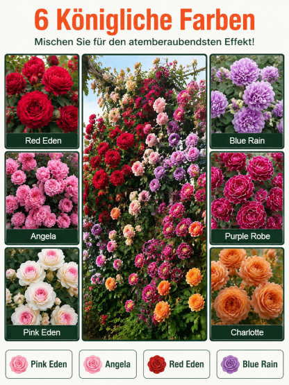 【Die gesamte Wand in einem Monat bedecken】Premium Blüten-Kletterpflanze "Gartenwunder"🌺 | Perfekt für Gartenanfänger🌿 | 9 Monate Dauerblüte ✨| Schnellwüchsig | Unempfindlich gegen Witterung | 100% Winterhart und Hitzebeständig🌸