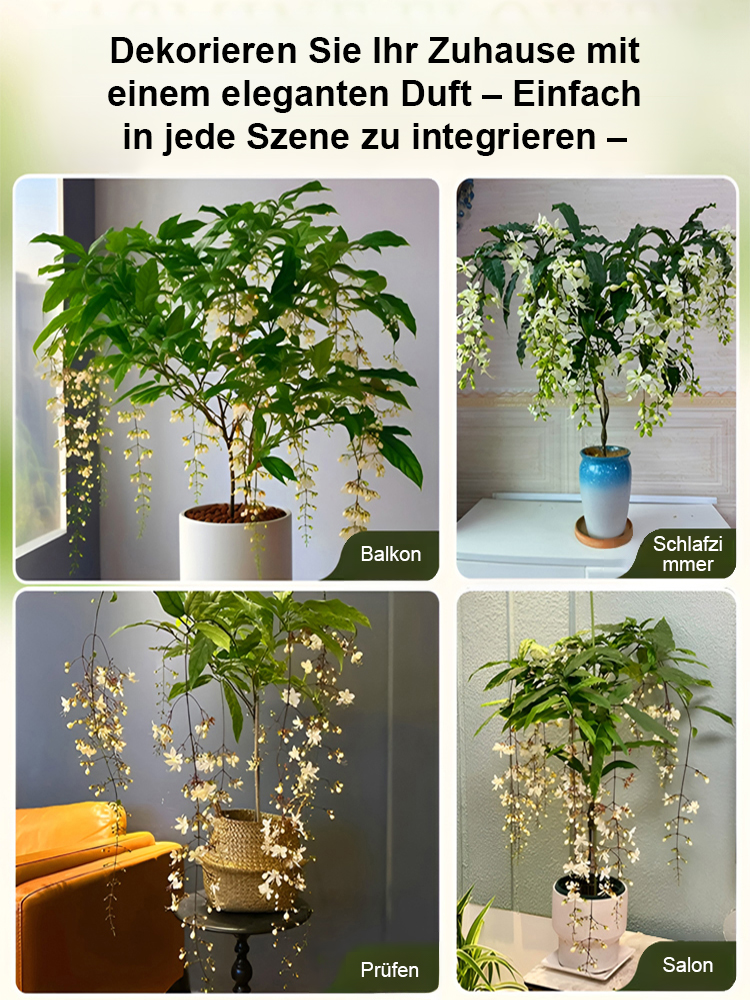 【Extrem pflegeleicht】Original Münchner Labor Hänge-Jasmin🌸 | Ganzjährig blühend🌿 | Winterhart bis -20 Grad✨ | Pflegeleicht ohne Umtopfen | EU-Ökozertifiziert anfängerfreundlich🏆