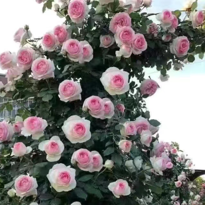 【Die gesamte Wand in einem Monat bedecken】Premium Blüten-Kletterpflanze "Gartenwunder"🌺 | Perfekt für Gartenanfänger🌿 | 9 Monate Dauerblüte ✨| Schnellwüchsig | Unempfindlich gegen Witterung | 100% Winterhart und Hitzebeständig🌸