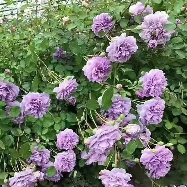 【Die gesamte Wand in einem Monat bedecken】Premium Blüten-Kletterpflanze "Gartenwunder"🌺 | Perfekt für Gartenanfänger🌿 | 9 Monate Dauerblüte ✨| Schnellwüchsig | Unempfindlich gegen Witterung | 100% Winterhart und Hitzebeständig🌸