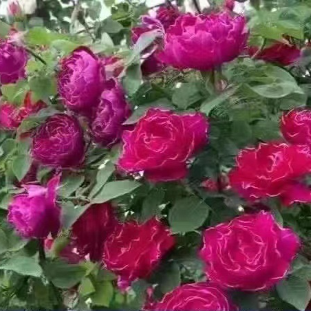 【Die gesamte Wand in einem Monat bedecken】Premium Blüten-Kletterpflanze "Gartenwunder"🌺 | Perfekt für Gartenanfänger🌿 | 9 Monate Dauerblüte ✨| Schnellwüchsig | Unempfindlich gegen Witterung | 100% Winterhart und Hitzebeständig🌸