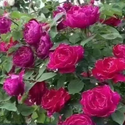 【Die gesamte Wand in einem Monat bedecken】Premium Blüten-Kletterpflanze "Gartenwunder"🌺 | Perfekt für Gartenanfänger🌿 | 9 Monate Dauerblüte ✨| Schnellwüchsig | Unempfindlich gegen Witterung | 100% Winterhart und Hitzebeständig🌸