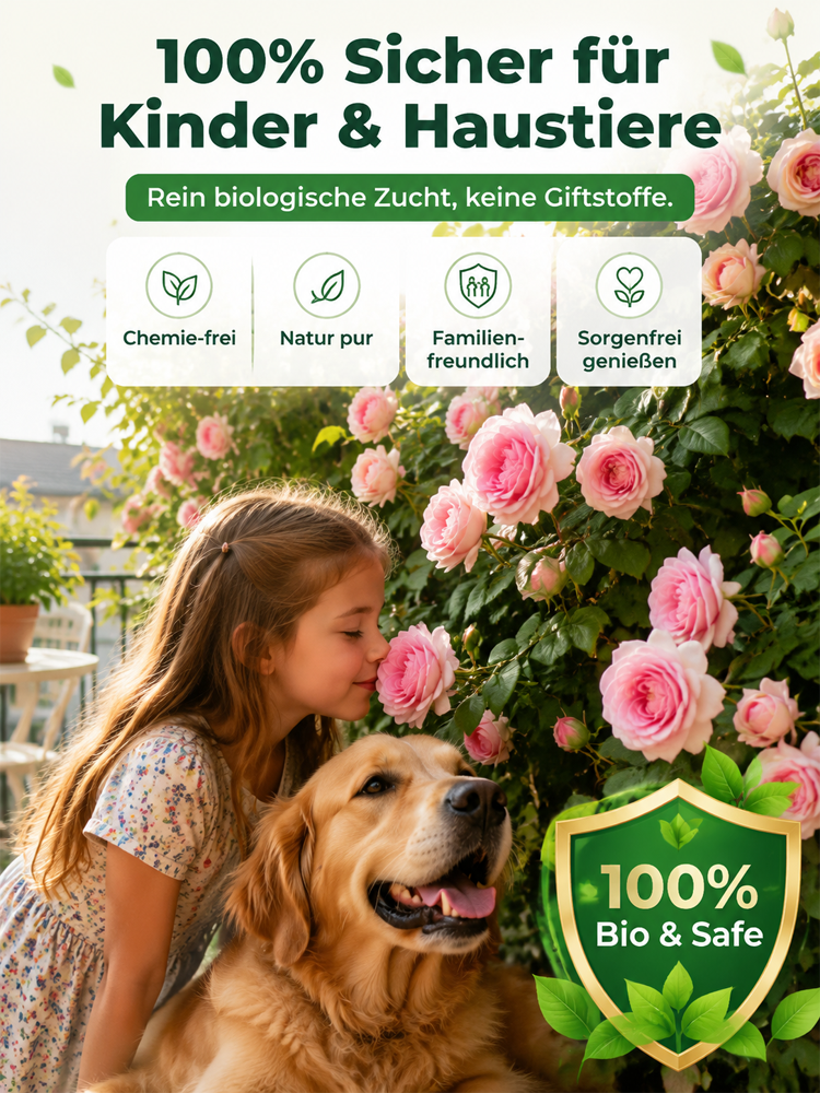 【Die gesamte Wand in einem Monat bedecken】Premium Blüten-Kletterpflanze "Gartenwunder"🌺 | Perfekt für Gartenanfänger🌿 | 9 Monate Dauerblüte ✨| Schnellwüchsig | Unempfindlich gegen Witterung | 100% Winterhart und Hitzebeständig🌸