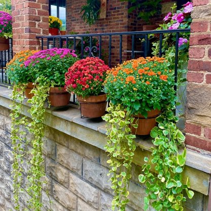 GripVerdeTM Railing Plant Hanger