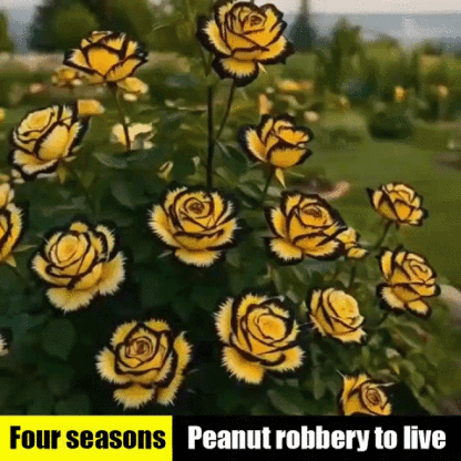 🌺 From seed to flower wall in just 4 weeks! Multi-headed speckled rose seeds | Winter-hardy & Evergreen ❄️ | Scent is more intense than roses | 100% Growth Guarantee ✅