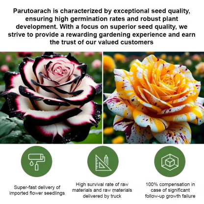 🌺 From seed to flower wall in just 4 weeks! Multi-headed speckled rose seeds | Winter-hardy & Evergreen ❄️ | Scent is more intense than roses | 100% Growth Guarantee ✅